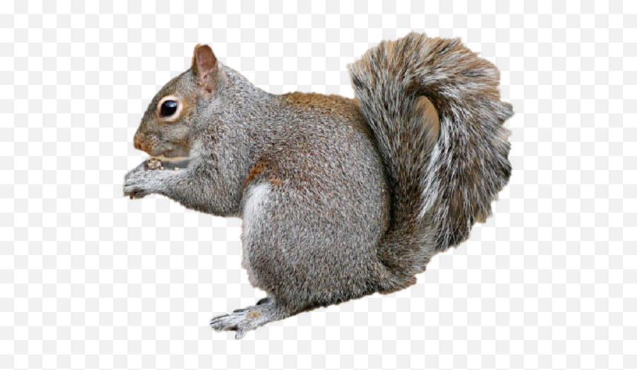 Detail Squirrel Transparent Background Nomer 53