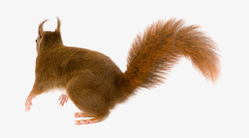 Detail Squirrel Transparent Background Nomer 55