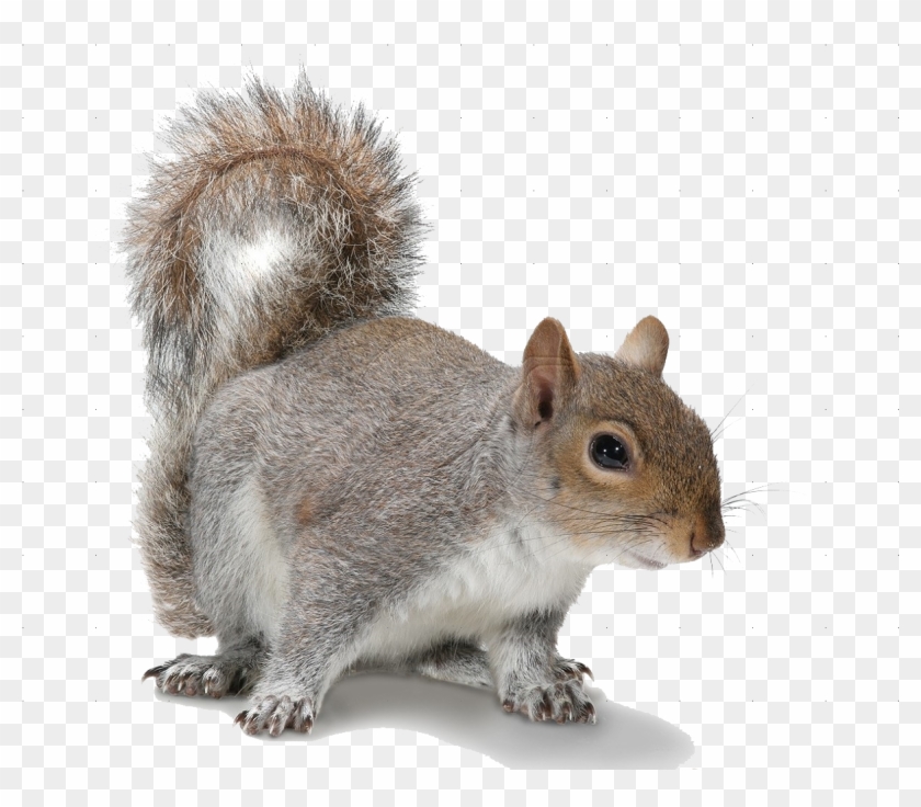Detail Squirrel Transparent Background Nomer 6