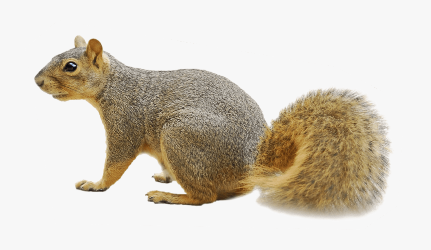 Detail Squirrel Transparent Background Nomer 7