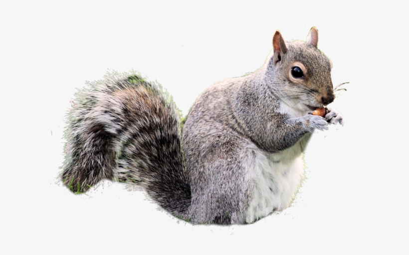 Detail Squirrel Transparent Background Nomer 8