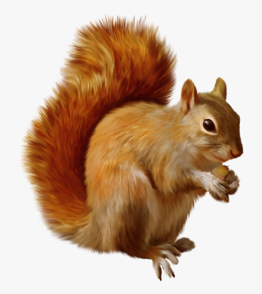 Detail Squirrell Clipart Nomer 26