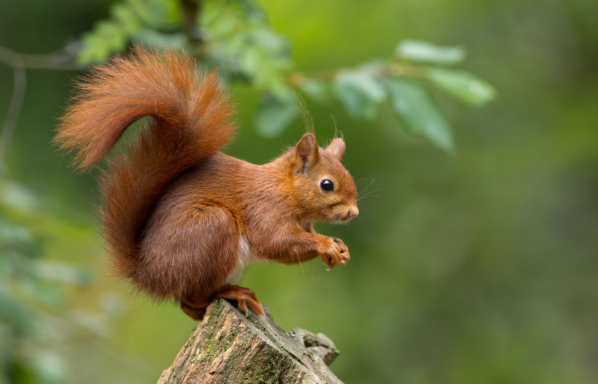 Detail Squirrels Hd Nomer 3
