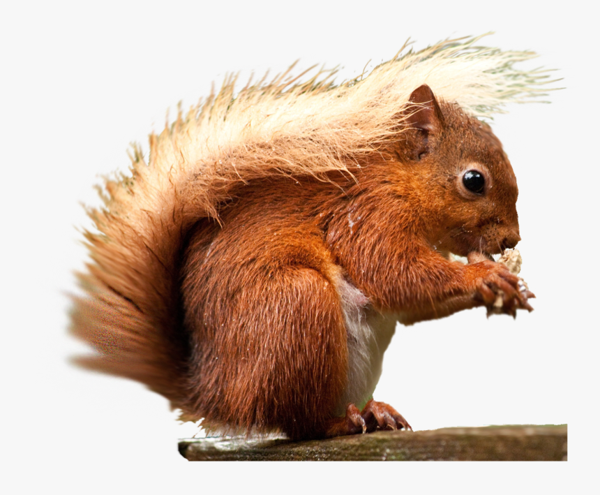 Detail Squirrels Hd Nomer 43