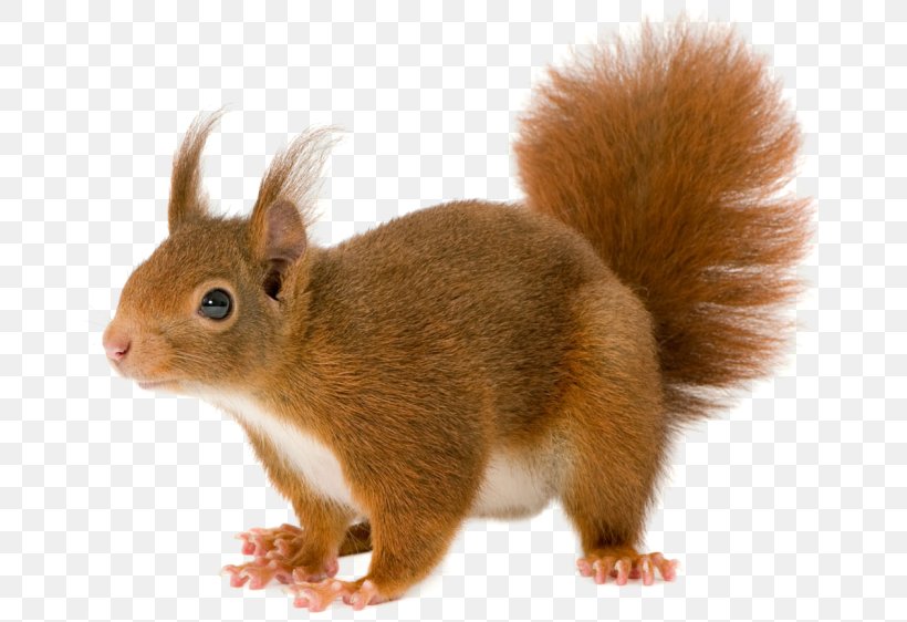 Detail Squirrels Png Nomer 14