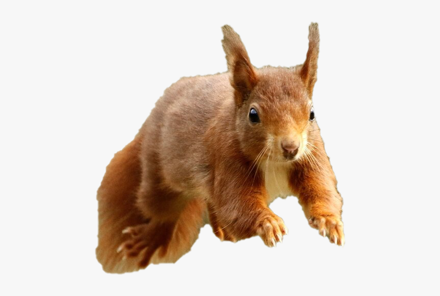 Detail Squirrels Png Nomer 27