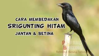 Detail Srigunting Hitam Jantan Nomer 4