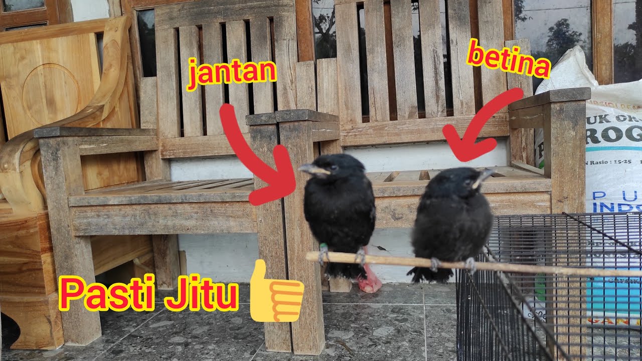 Detail Srigunting Hitam Jantan Nomer 37