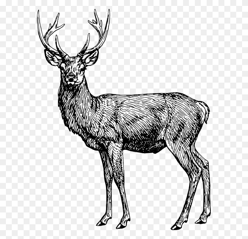 Detail Stag Clipart Nomer 37