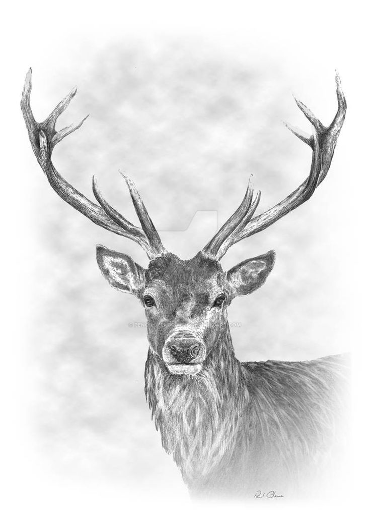 Detail Stag Illustrations Nomer 17