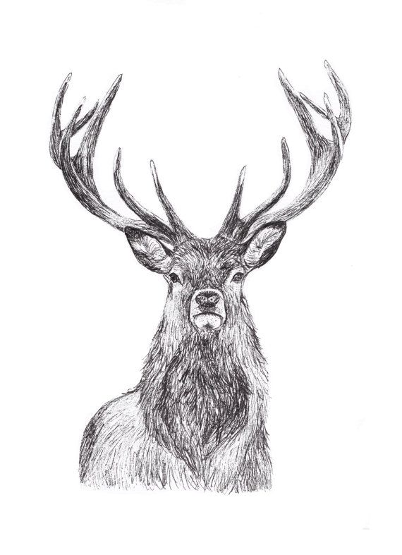 Detail Stag Illustrations Nomer 19