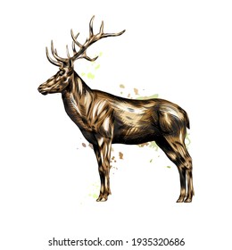 Detail Stag Illustrations Nomer 20