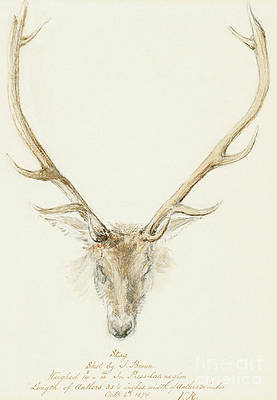 Detail Stag Illustrations Nomer 42