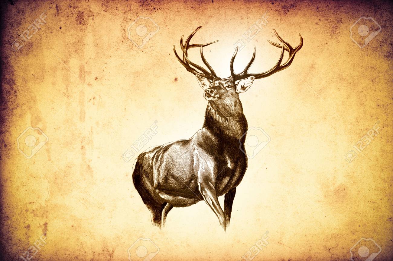 Detail Stag Illustrations Nomer 49