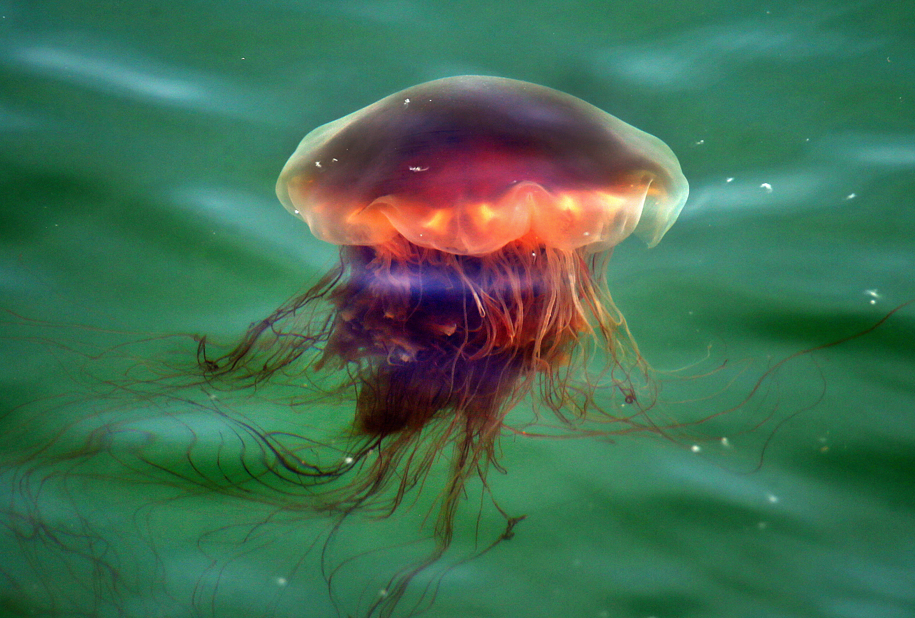 Detail Stalker Jellyfish Nomer 23