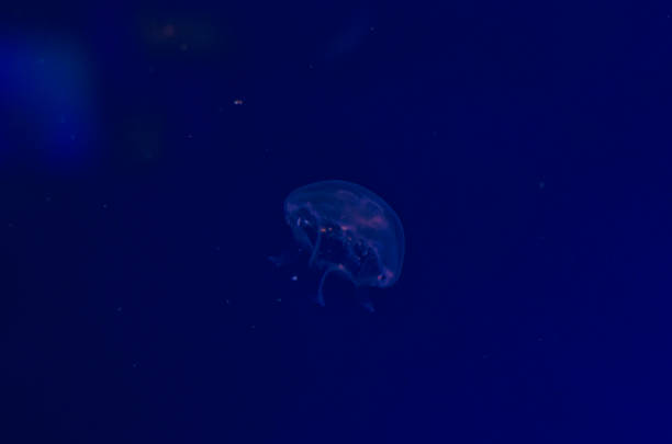 Download Stalker Jellyfish Nomer 32