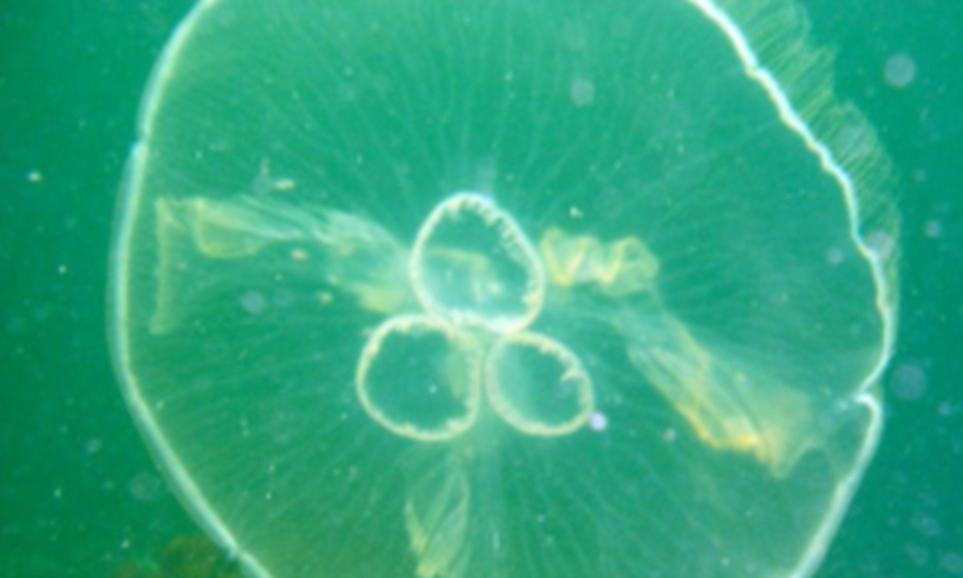 Detail Stalker Jellyfish Nomer 47