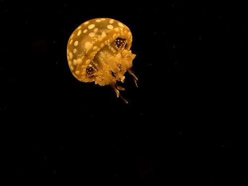 Detail Stalker Jellyfish Nomer 50