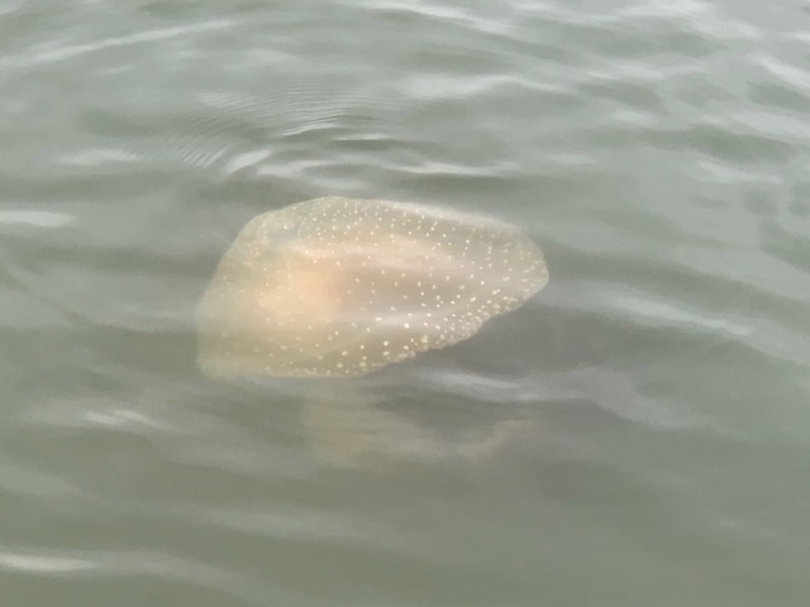 Detail Stalker Jellyfish Nomer 52