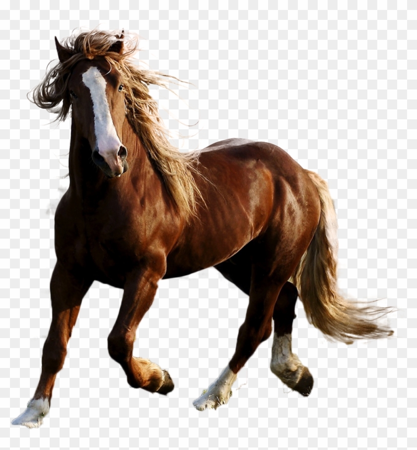 Detail Stallion Png Nomer 18