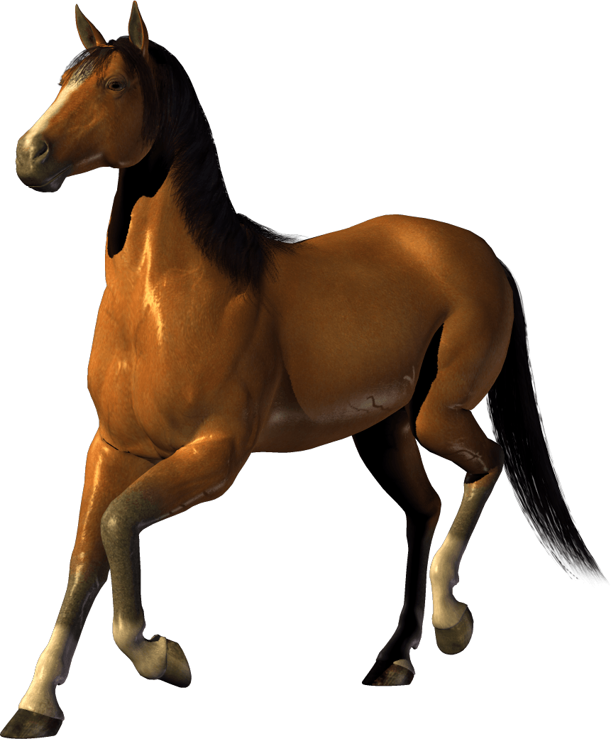 Detail Stallion Png Nomer 42