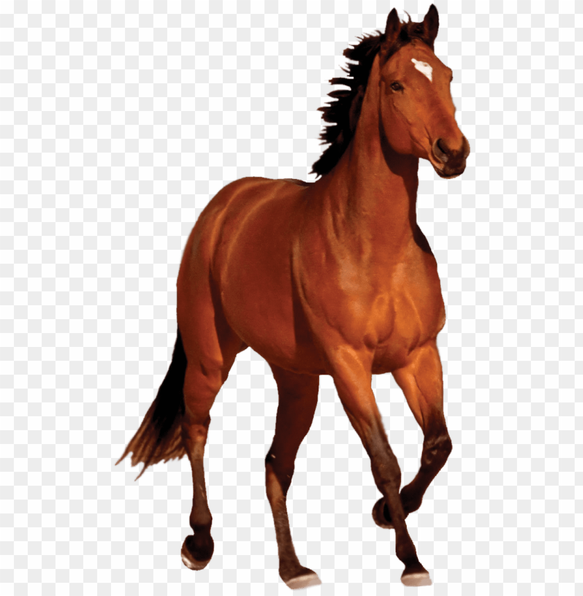 Detail Stallion Png Nomer 8