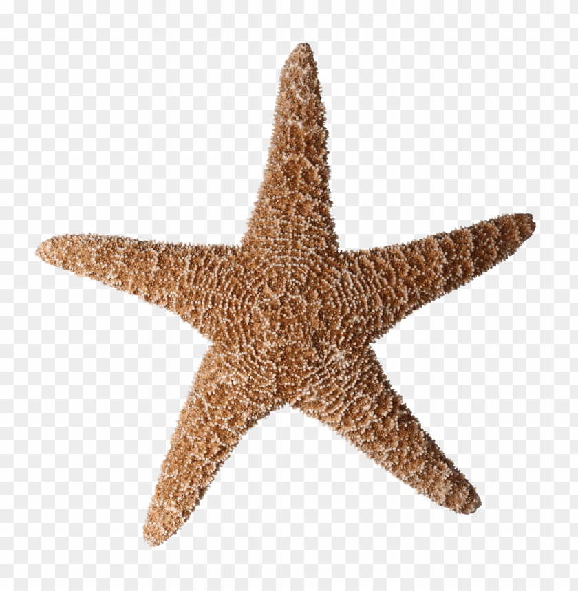 Detail Star Fish Png Nomer 9