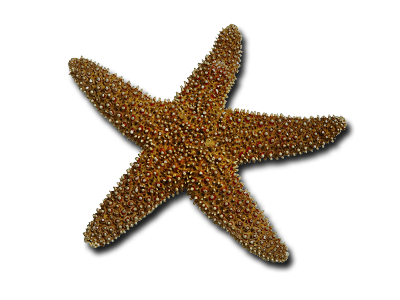 Detail Star Fish Png Nomer 17