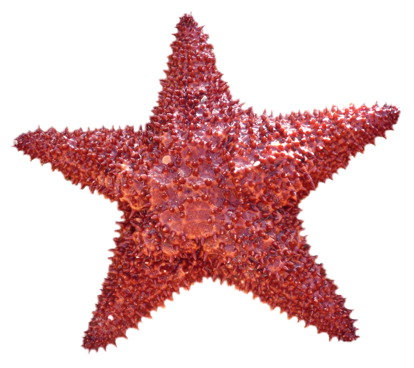 Detail Star Fish Png Nomer 22