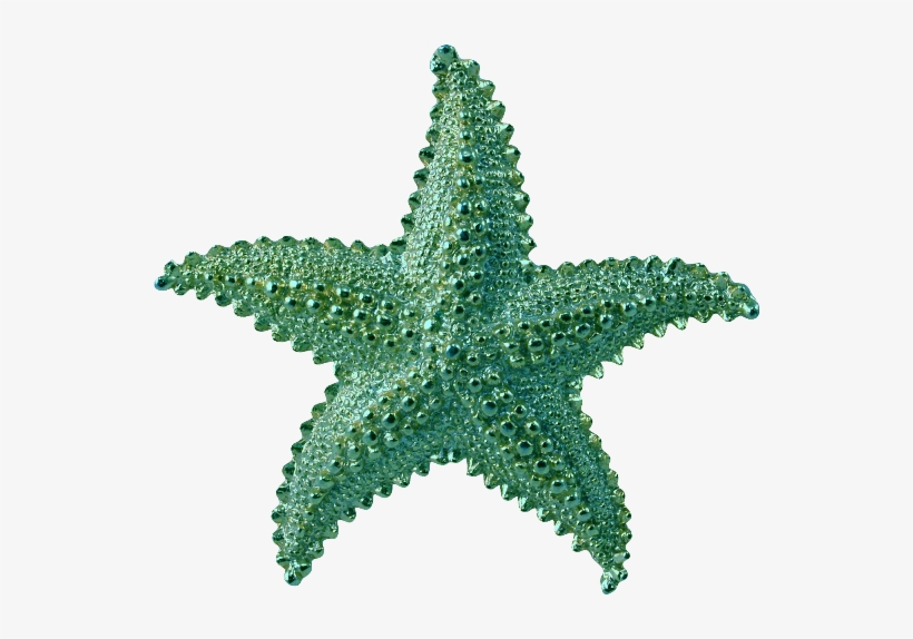 Detail Star Fish Png Nomer 26