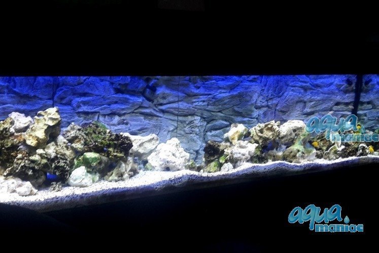 Detail Star Wars Aquarium Background Nomer 32