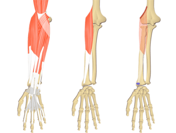 Detail Arm Anatomie Nomer 3