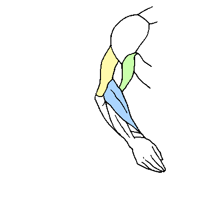Detail Arm Anatomie Nomer 8