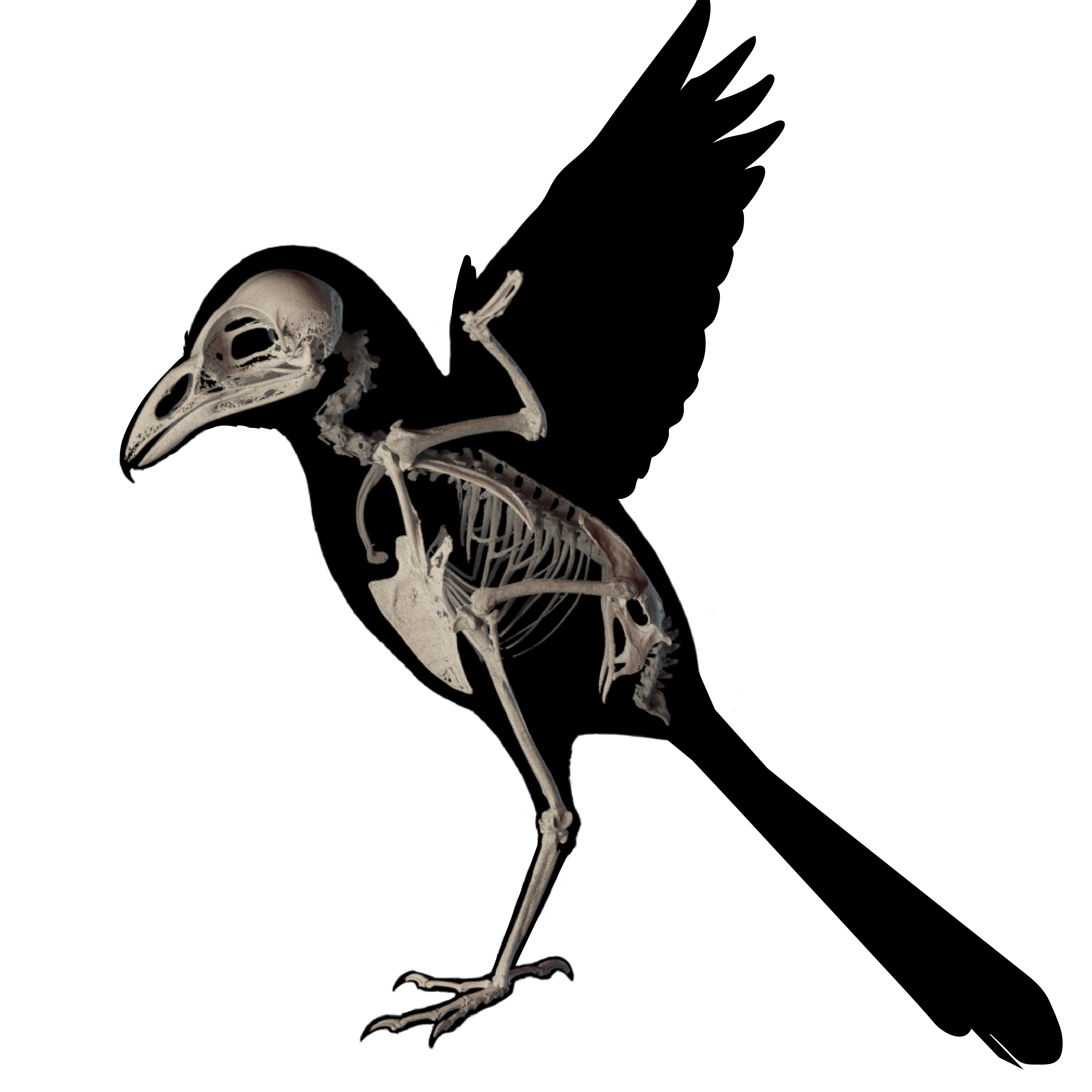 Detail Bird Skeleton Nomer 11