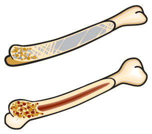 Detail Bird Skeleton Nomer 13