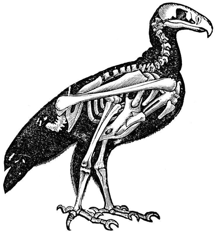 Detail Bird Skeleton Nomer 2