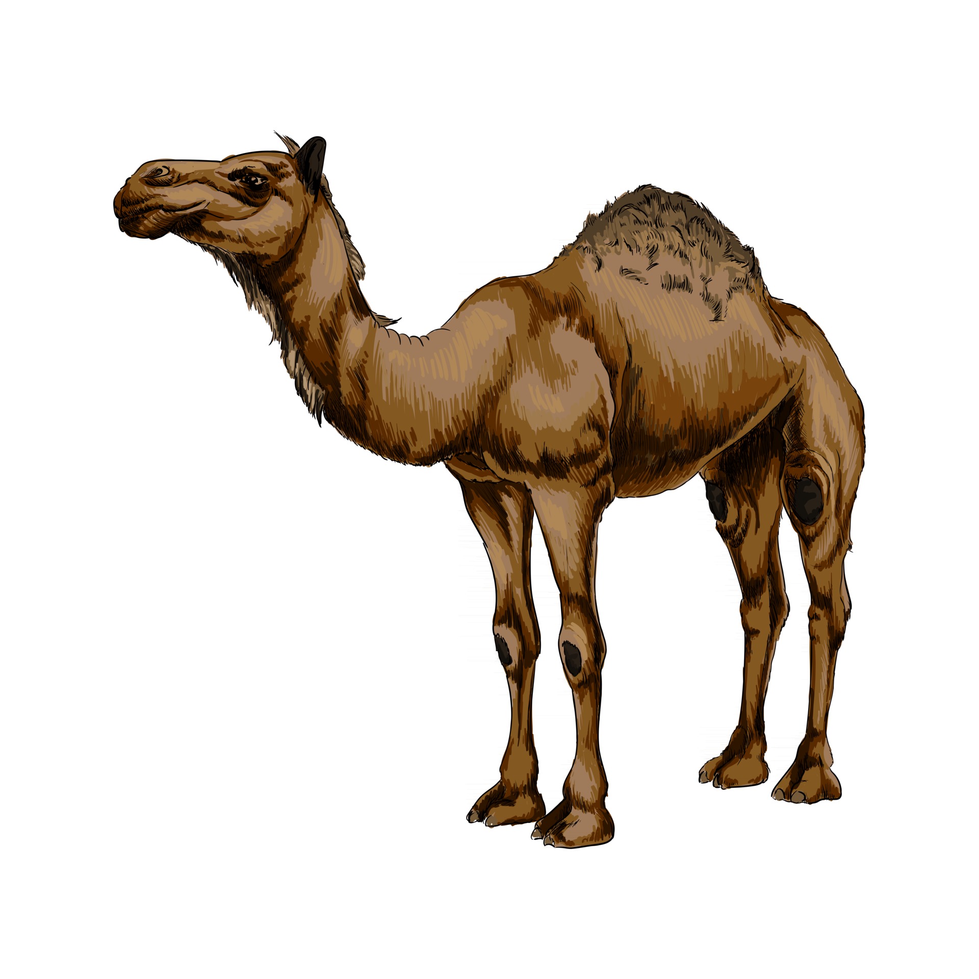 Detail Camel Drawing Nomer 10
