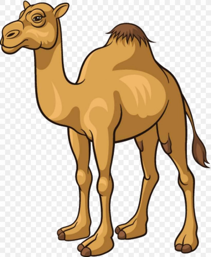 Detail Camel Drawing Nomer 11
