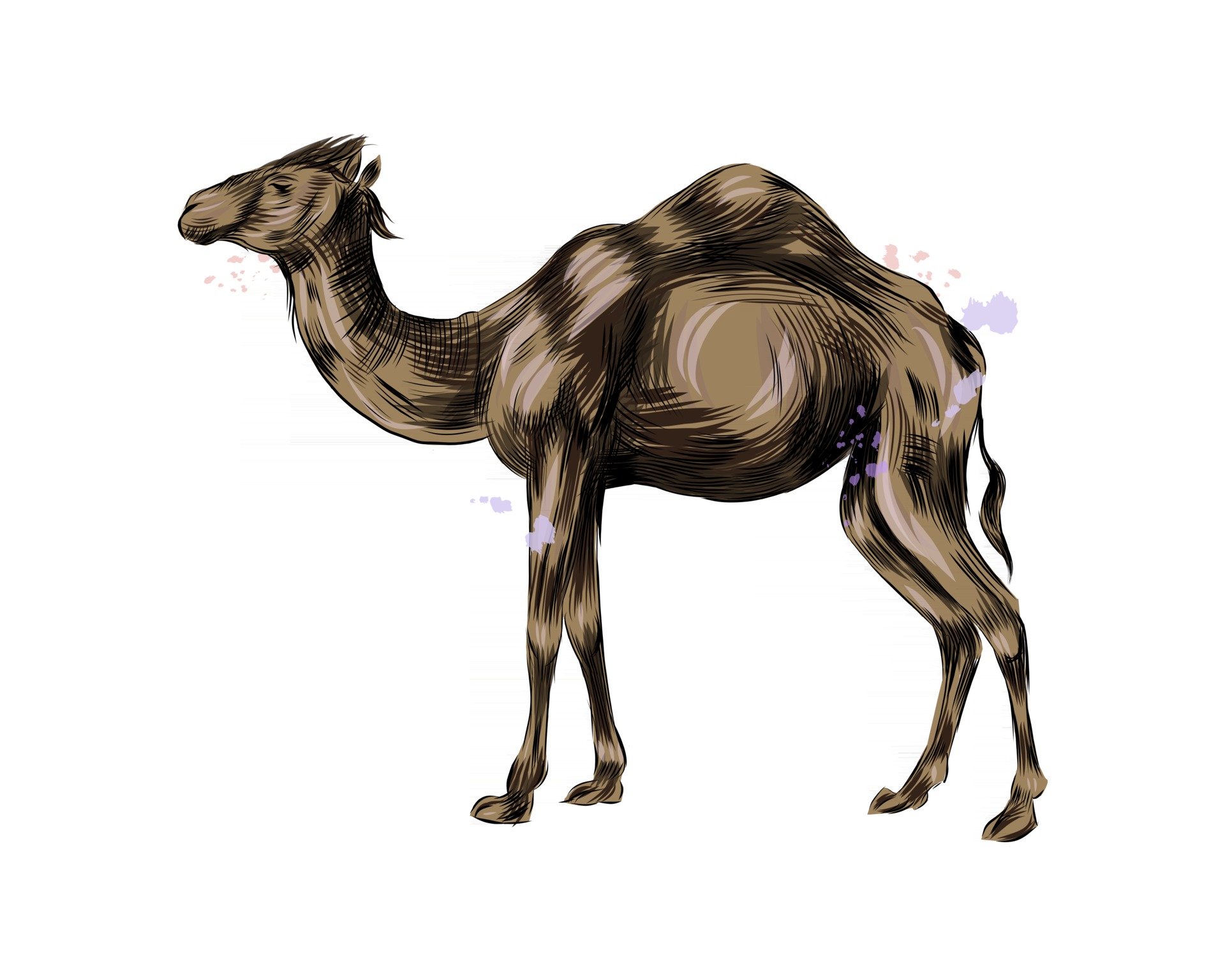 Detail Camel Drawing Nomer 22