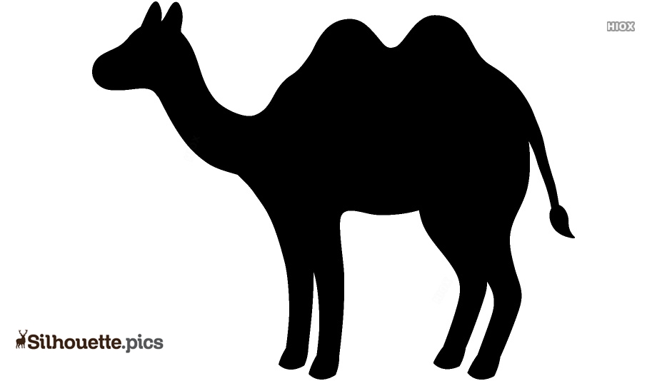 Detail Camel Drawing Nomer 23