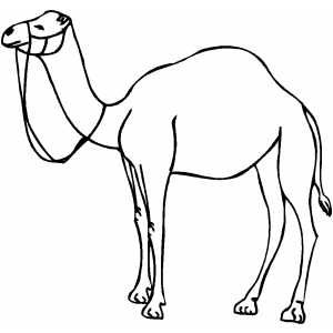 Detail Camel Drawing Nomer 6