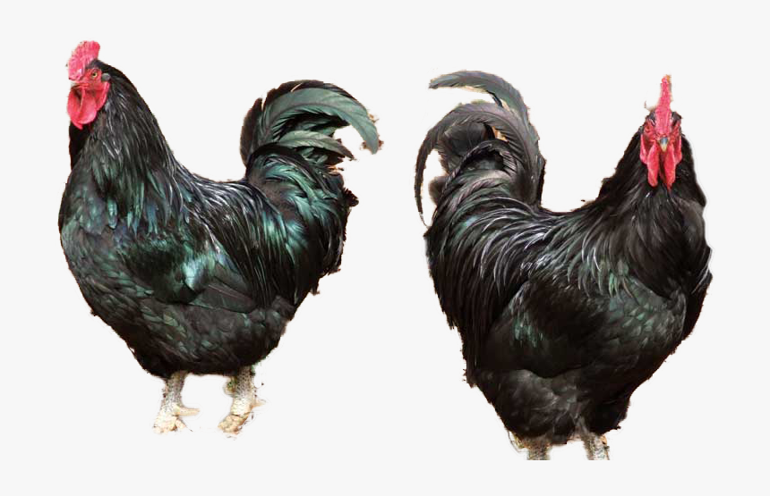 Detail Download Gambar Ayam Nomer 19