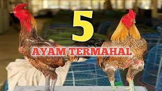 Detail Download Gambar Ayam Nomer 52