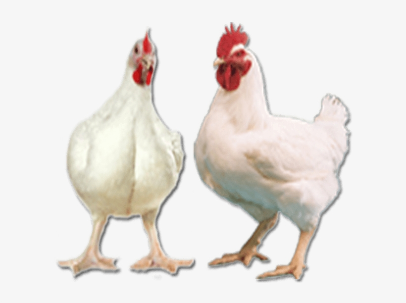 Download Gambar Ayam Potong - KibrisPDR