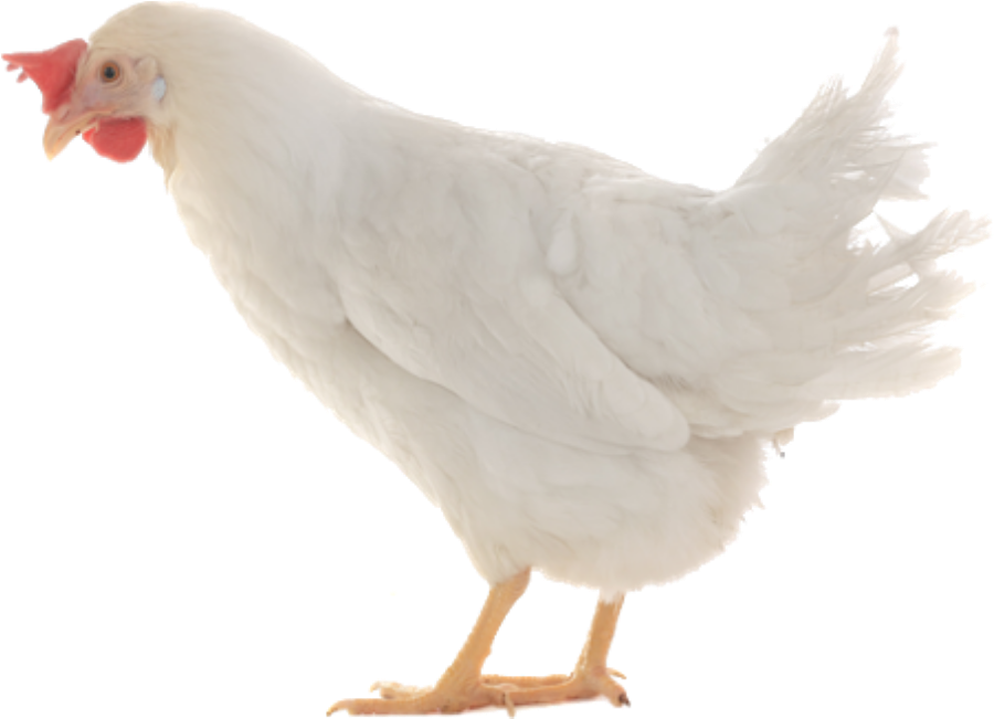 Detail Download Gambar Ayam Potong Nomer 2