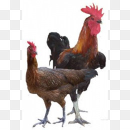 Detail Download Gambar Ayam Potong Nomer 11