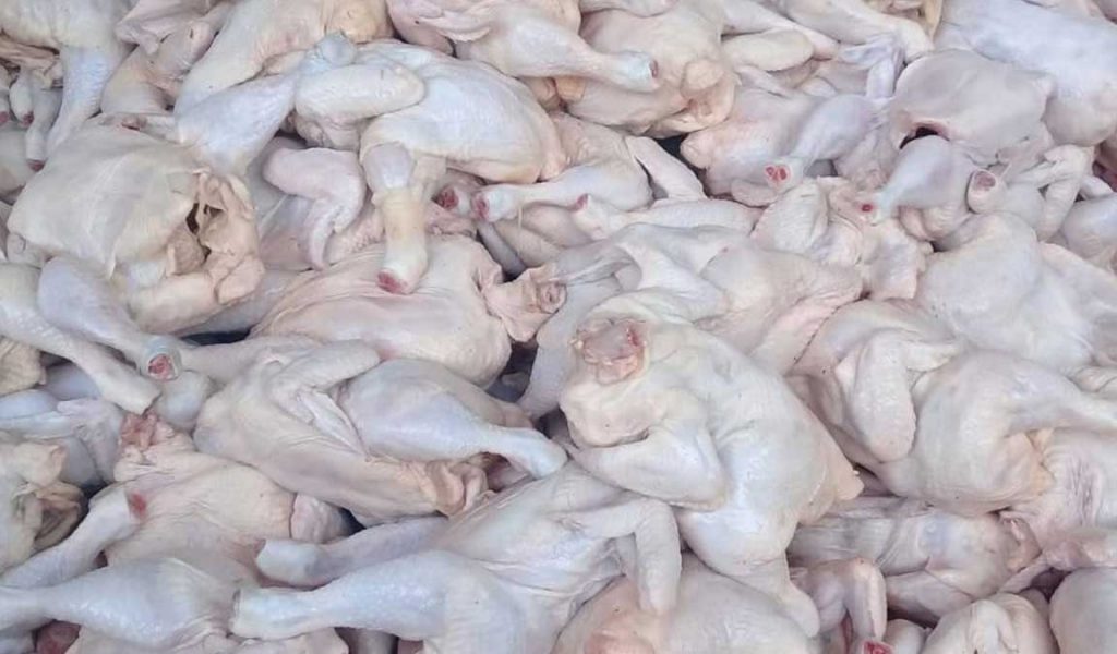 Detail Download Gambar Ayam Potong Nomer 12