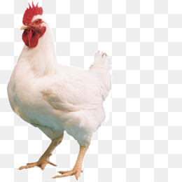 Detail Download Gambar Ayam Potong Nomer 3
