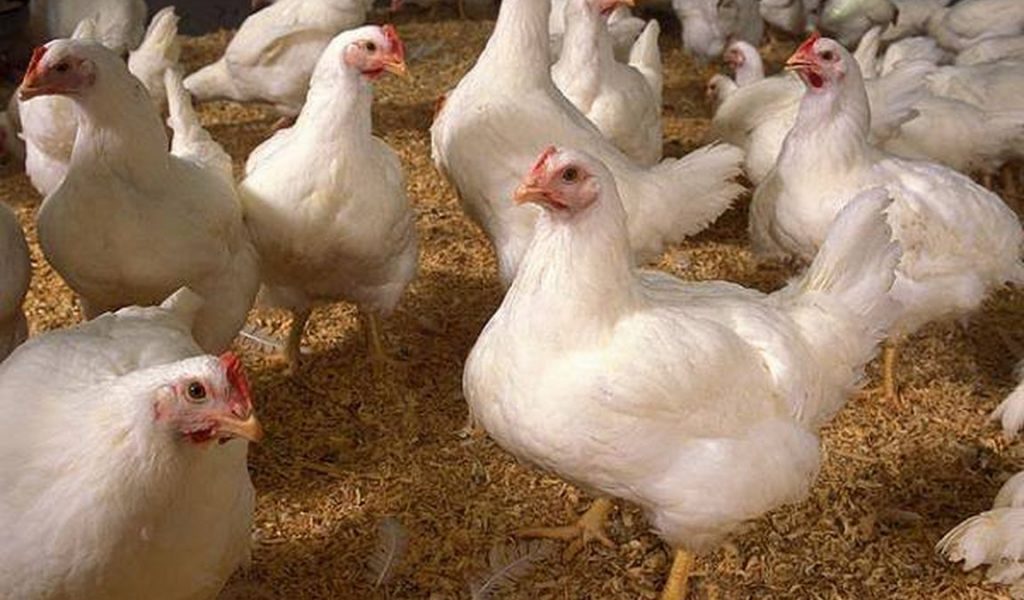 Detail Download Gambar Ayam Potong Nomer 21