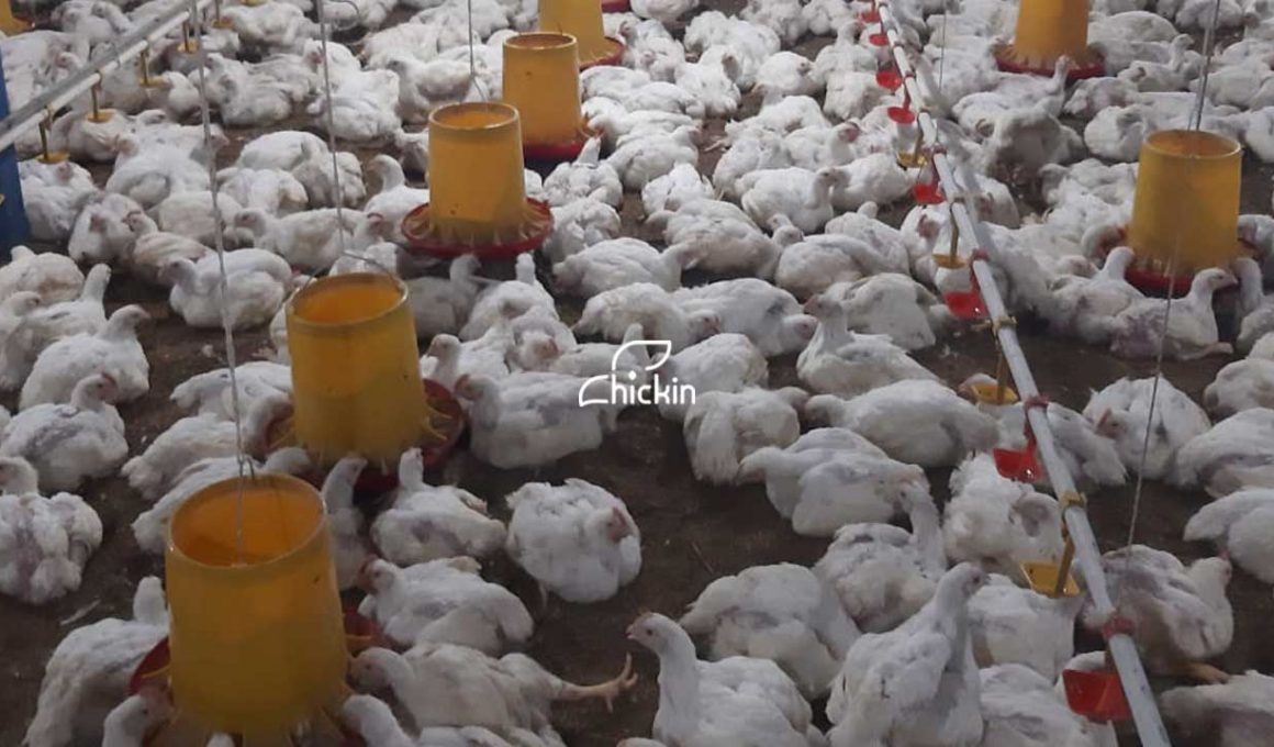 Detail Download Gambar Ayam Potong Nomer 24